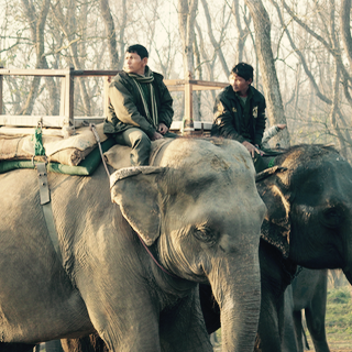 Chitwan_elephant_eye